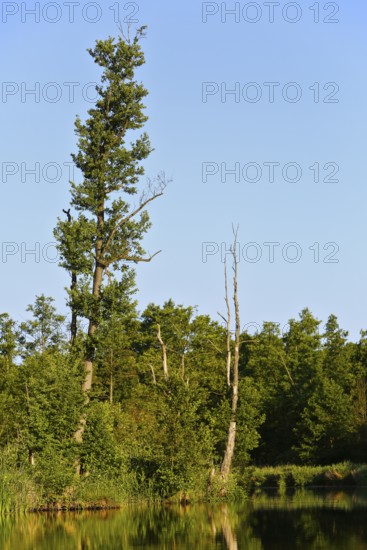 Tall trees against a clear sky are reflected softly in the calm water below, Peenetal nature park Park, Mecklenburg-Western Pomerania, Germany