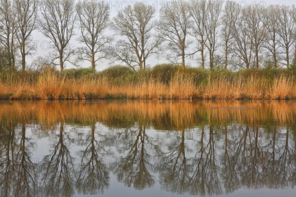 Trees and reeds are reflected perfectly symmetrically in the calm water of a lake, Peenetal nature park Park, Mecklenburg-Western Pomerania, Germany
