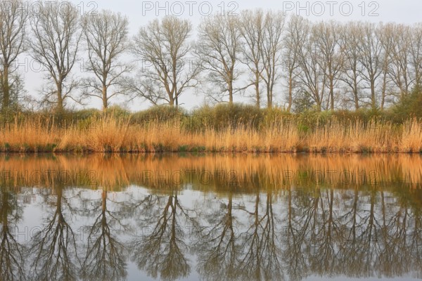 Symmetrical rows of trees reflecting in the calm water of a lake, Peenetal nature park Park, Mecklenburg-Western Pomerania, Germany