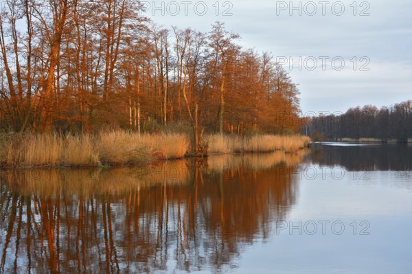 Autumn colors illuminate trees and river with reflections at dusk, Peenetal nature park Park, Mecklenburg-Western Pomerania, Germany