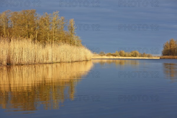Wide river scene with reeds and trees reflected in calm water, Peenetal nature park Park, Mecklenburg-Western Pomerania, Germany