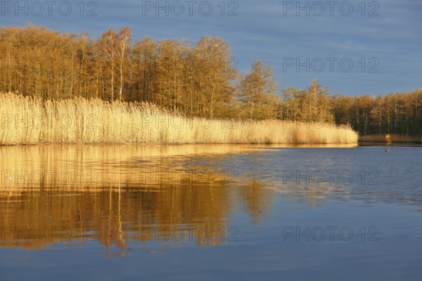 Golden sun illuminates reeds and trees reflecting in still water, Peenetal nature park Park, Mecklenburg-Western Pomerania, Germany