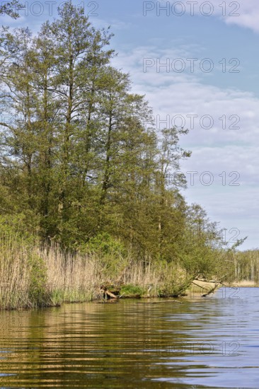 Bank of a river with lush trees and reeds, blue sky and clouds, Peenetal nature park Park, Mecklenburg-Western Pomerania, Germany