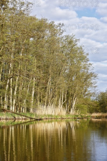 Springtime forest shore with reflections of trees and reeds in a clear lake, Peenetal nature park Park, Mecklenburg-Western Pomerania, Germany