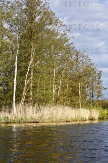 Tall trees and reeds on the shore of a lake in calm, clear weather, Peenetal nature park Park, Mecklenburg-Western Pomerania, Germany