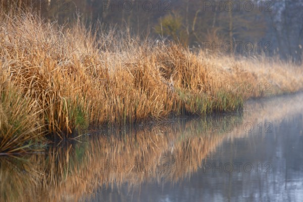 Quiet riverbank with reeds and reflections in the water in morning light, Peenetal nature park Park, Mecklenburg-Western Pomerania, Germany
