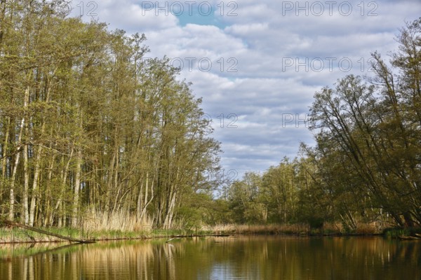 Quiet river landscape with trees and cloudy sky in natural surroundings, Peenetal nature park Park, Mecklenburg-Western Pomerania, Germany