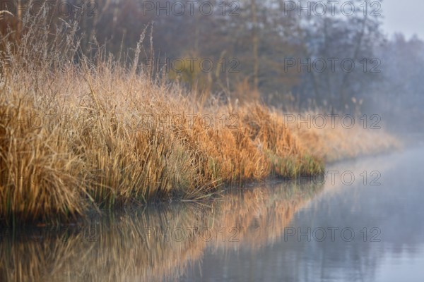 Autumnal lakeside backdrop with reeds and soft reflections in misty water, Peenetal nature park Park, Mecklenburg-Western Pomerania, Germany