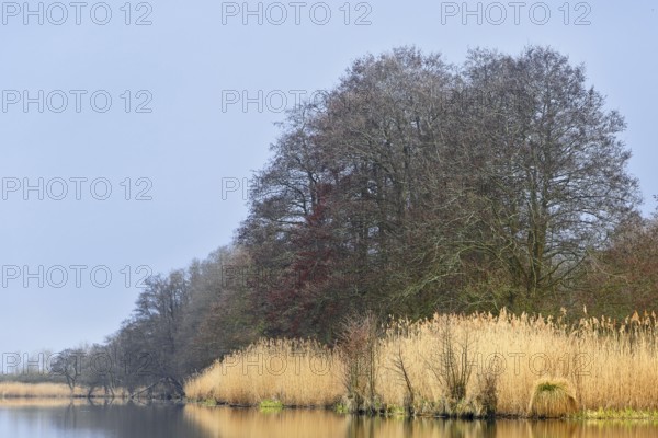 Autumn trees and reeds on the lake are reflected in calm water under a blue sky, Peenetal nature park Park, Mecklenburg-Western Pomerania, Germany
