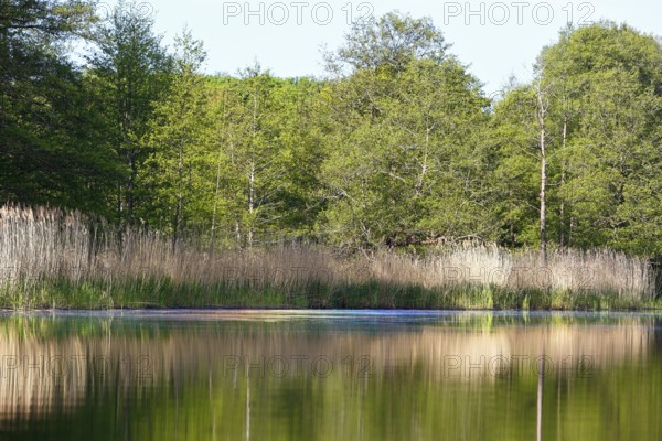 Green pond with reeds and trees reflecting in clear water, Peenetal nature park Park, Mecklenburg-Western Pomerania, Germany