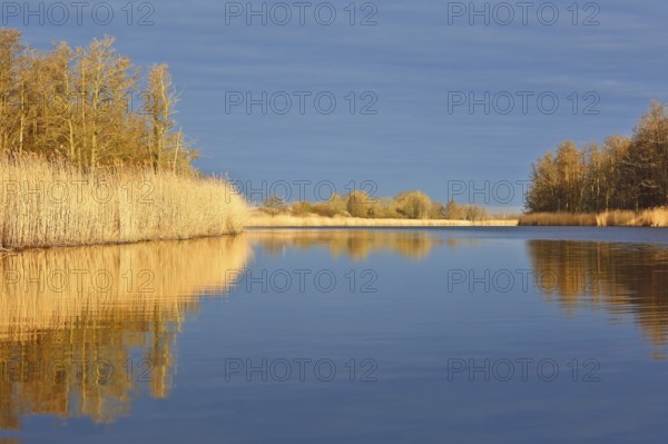 Reflection of reeds and trees in a calm lake under a blue sky, Peenetal nature park Park, Mecklenburg-Western Pomerania, Germany