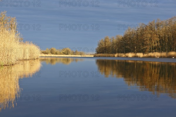 Extensive view of a lake with reeds and trees in calm water, Peenetal nature park Park, Mecklenburg-Western Pomerania, Germany