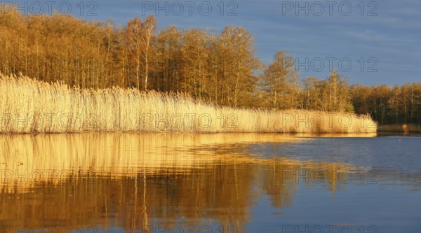 An evening lake view with reed banks reflected in golden autumn light in calm water, Peenetal nature park Park, Mecklenburg-Western Pomerania, Germany
