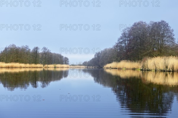 Clear river with thick reeds and trees reflecting in the water, Peenetal nature park Park, Mecklenburg-Western Pomerania, Germany