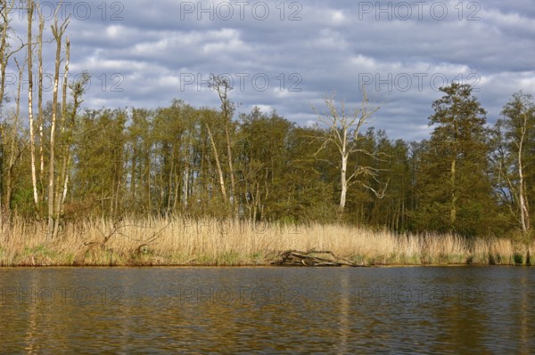 Waterfront landscape with reeds and trees under cloudy sky in natural light, Peenetal nature park Park, Mecklenburg-Western Pomerania, Germany