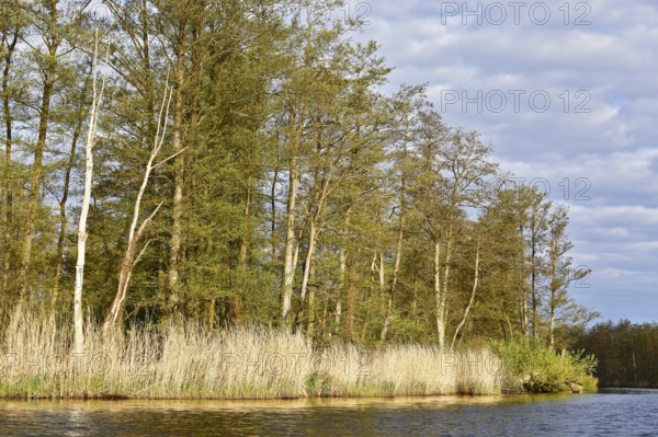 Sun-lit river landscape with trees and reeds under a cloudy sky, Peenetal nature park Park, Mecklenburg-Western Pomerania, Germany