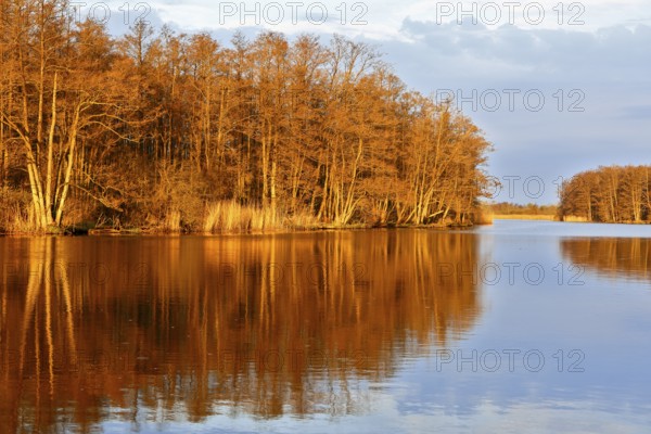 A calm lake reflects the evening autumn landscape of the forest, Peenetal nature park Park, Mecklenburg-Western Pomerania, Germany