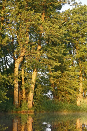 Sun rays hit tall trees along a calm body of water in the forest, Peenetal nature park Park, Mecklenburg-Western Pomerania, Germany