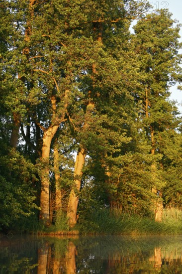 Sunlight illuminates tall trees on the banks of a still body of water in summer, Peenetal nature park Park, Mecklenburg-Western Pomerania, Germany