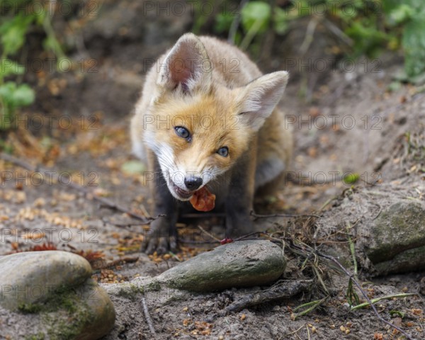 Red fox (Vulpes vulpes), Germany