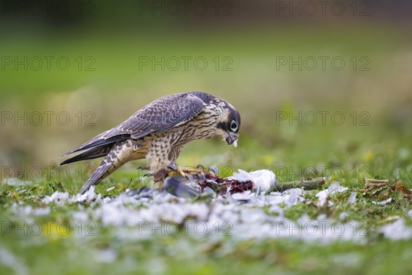 Peregrine Falcon (Falco peregrinus), Germany