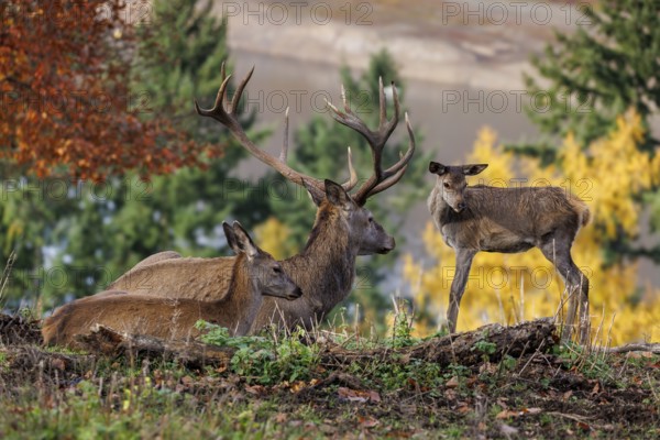 Red deer (Cervus elaphus), Germany