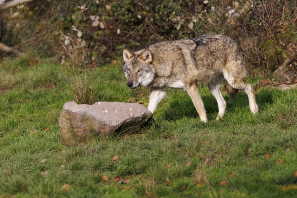 Wolf (Canis lupus), Germany
