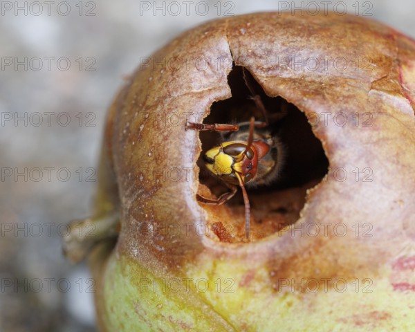 Hornet (Vespa crabro) eats on an apple, Germany