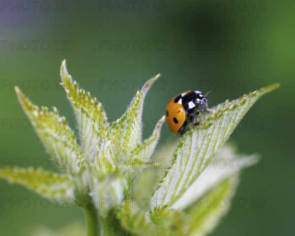 Seven-spotted ladybird (Coccinella septempunctata), Germany