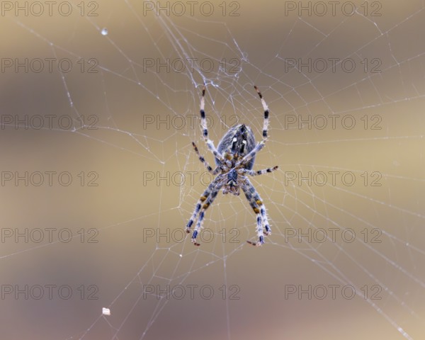 Garden spider (Araneus diadematus), Germany