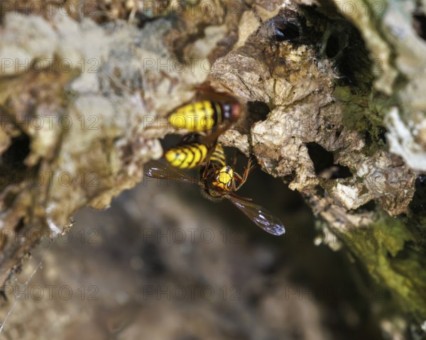 Hornissen (Vespa crabro), Germany