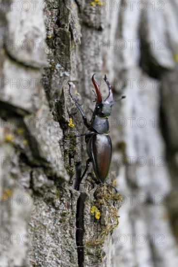 Stag beetle (Lucanus cervus), Germany