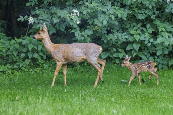 Ricke with young (Capreolus capreolus), Germany