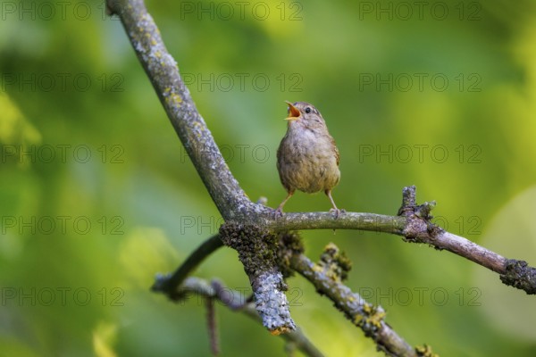 Wren (Troglodytes troglodytes), Germany