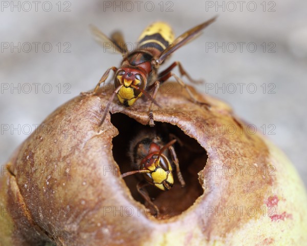 Hornets (Vespa crabro) feed on an apple, Germany