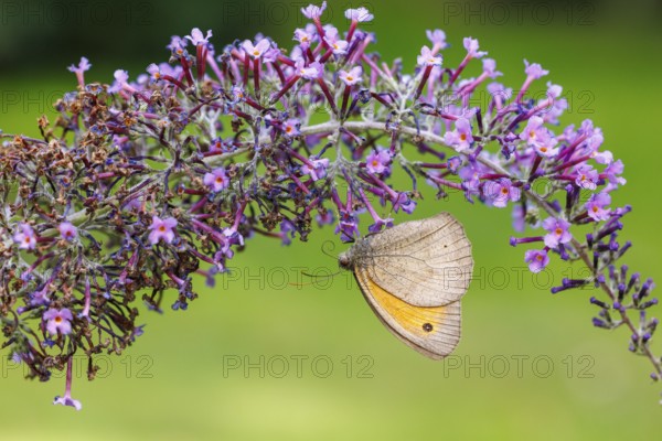 Small meadowbird (Coenonympha pamphilus) on butterfly lilacs, Germany