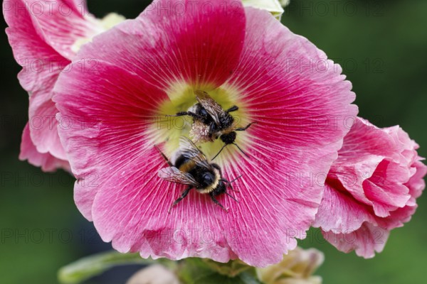 Bumblebee (Bombus terrestris) on hollyhock, Germany