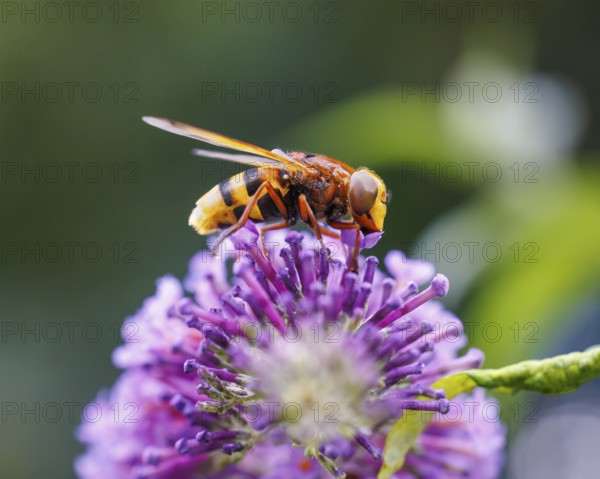 Hornet hoverfly (Volucella zonaria), Germany