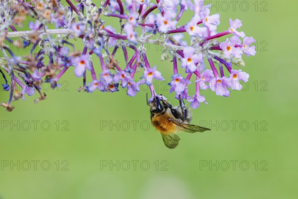 Bumblebee (Bombus) on butterfly lilacs, Germany