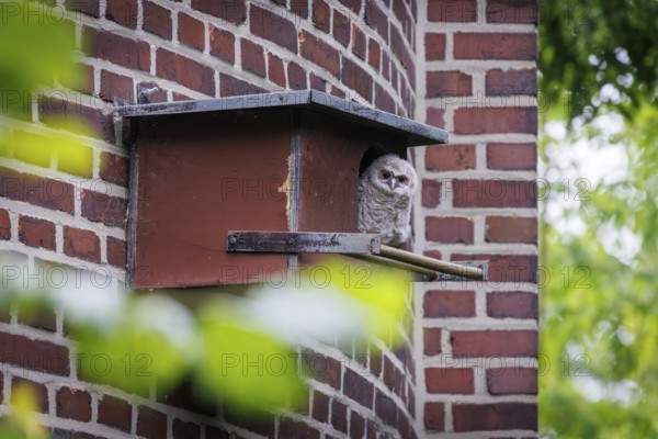 Young tawny owl (Strix aluco) looking out of incubator, Germany