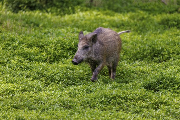 Wild boar (Sus scrofa), Germany