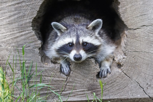 Raccoon (Procyon lotor), Germany