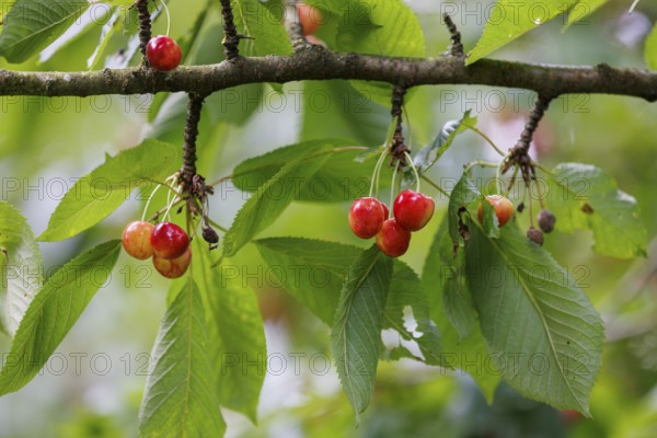 Cherries on a tree, Germany