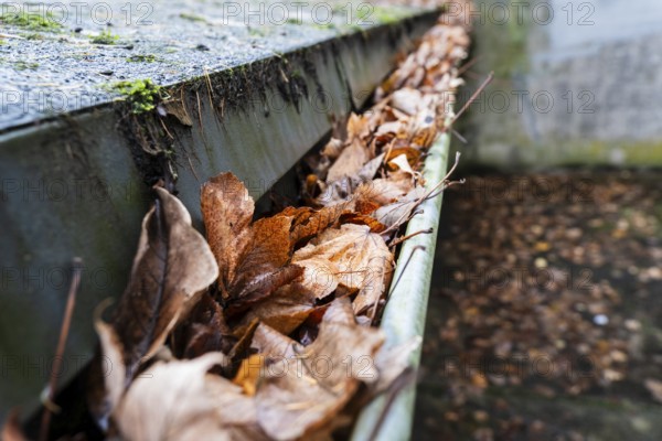 A clogged gutter is filled to the brim with brown, dry autumn leaves, Wuppertal, Germany