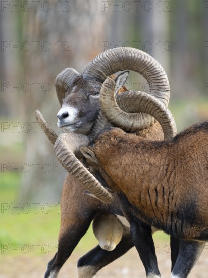 Two grouches have wedged their horns, North Rhine-Westphalia, Germany