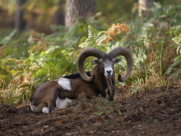 A mouflon resting in the forest, North Rhine-Westphalia, Germany
