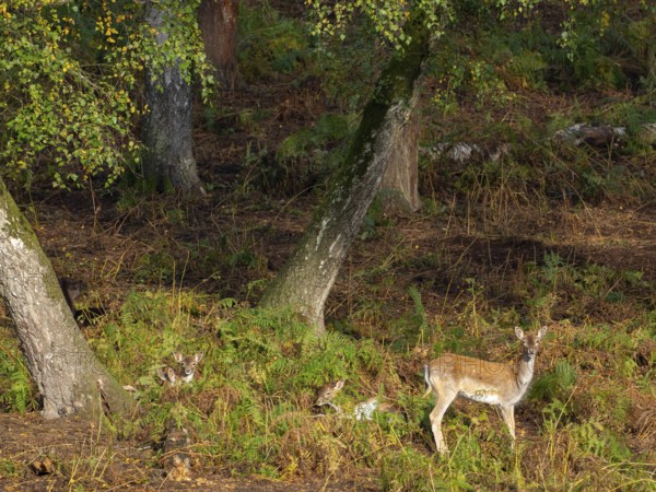 Fallow deer in the forest, North Rhine-Westphalia, Germany
