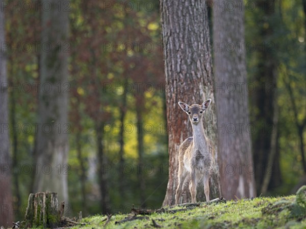 A young fallow deer in the forest, North Rhine-Westphalia, Germany