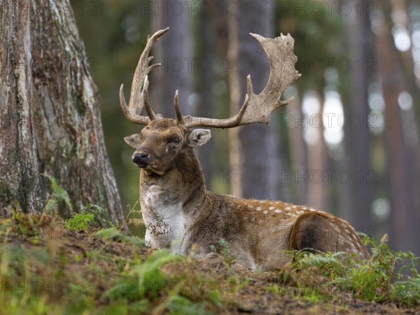 An old fallow deer resting in the forest, North Rhine-Westphalia, Germany