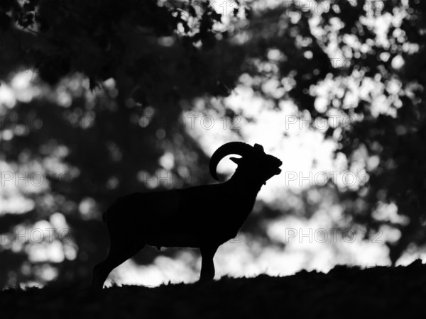 Mouflon against light, North Rhine-Westphalia, Germany